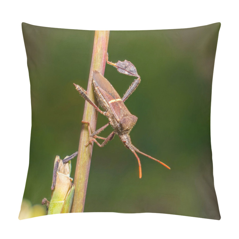 Personality  Leptoglossus Phyllopus Or Eastern Leaf-footed Bug Hanging On Eastern Gamagrass Stalk, Blurred Green Background, White Stripe On Back Pillow Covers