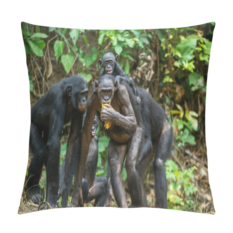 Personality  Portrait Of Family Of A Chimpanzees Bonobo Pillow Covers