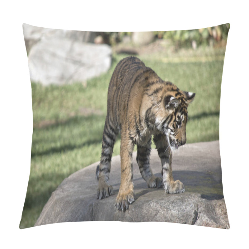 Personality  The Young Tiger Cub Is Standing On A Rock After Playing In The Water Pillow Covers