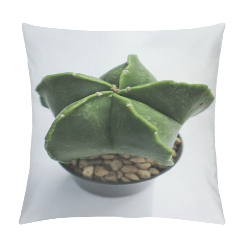 Personality  Astrophytum Myriostigma, Astrophytum Myriostigma Nudum Or Astrophytum Myriostigma Var Nudum Or Cactus Or Succulent Pillow Covers