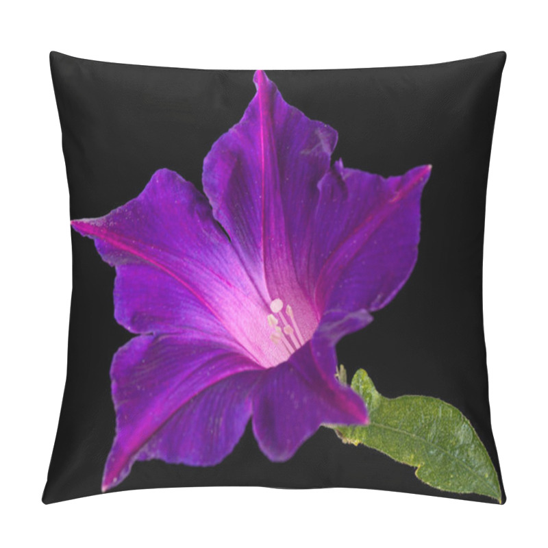 Personality  Violet Flower Of Ipomoea, Japanese Morning Glory, Convolvulus, Isolated On Black Background Pillow Covers