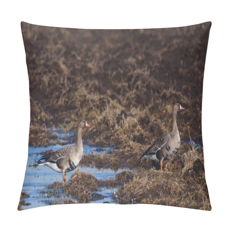 Personality  Greater White-fronted Goose Birds (Anser Albifrons) On Agriculture Field.  Pillow Covers