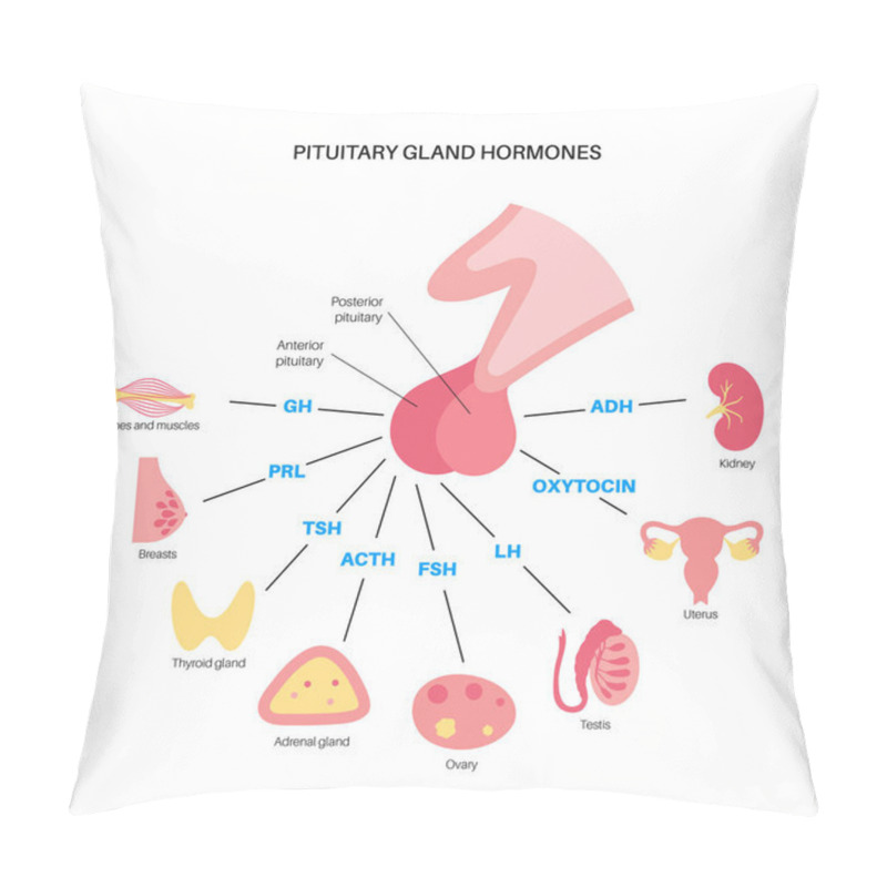 Personality  Pituitary Gland Hormones Pillow Covers