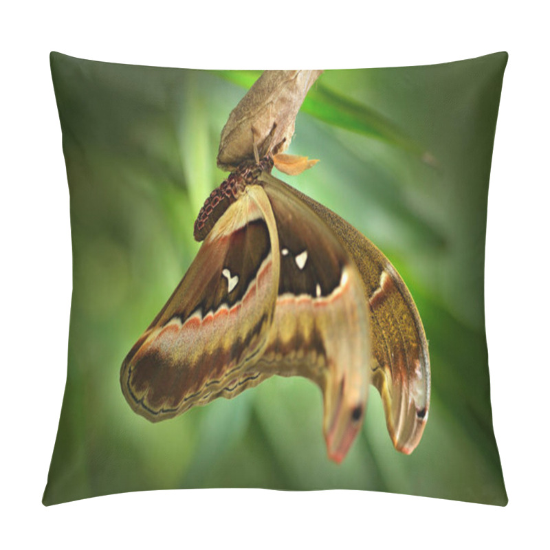 Personality  Attacus Caesar Butterfly Pillow Covers