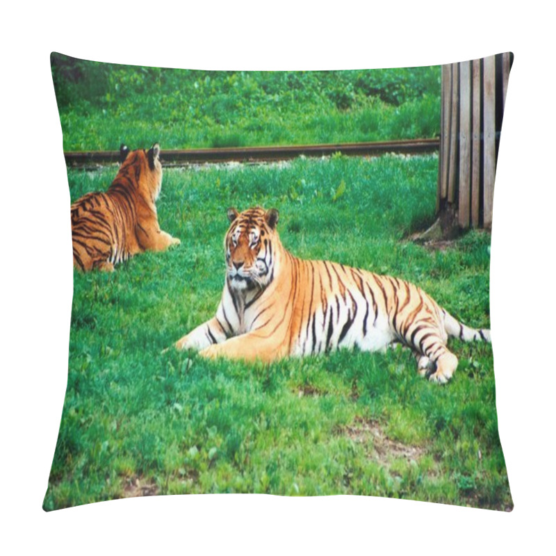 Personality  Tigers Pillow Covers