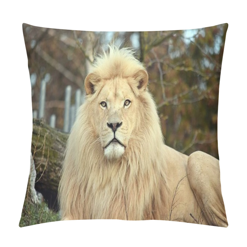 Personality  White Lion Head Rare Closeup Pillow Covers