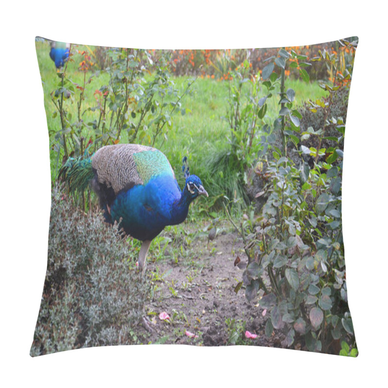 Personality  Peacock, Ascania, Indian Peafowl, Garden Pillow Covers