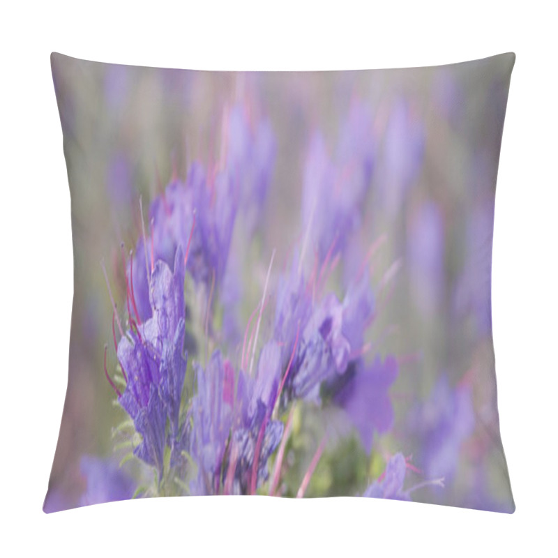 Personality  Flower Of Viper's Bugloss Plant (Echium Vulgare). Abstract Floral Background With Free Space For Text Pillow Covers