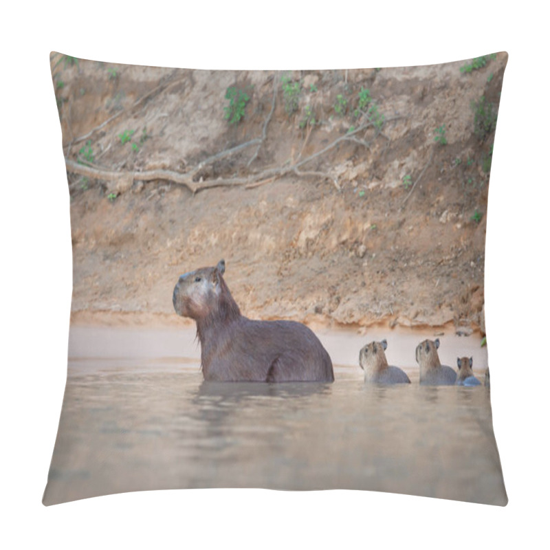 Personality  Close-up Of A Family Of Capybaras In Water, South Pantanal, Brazil.	 Pillow Covers