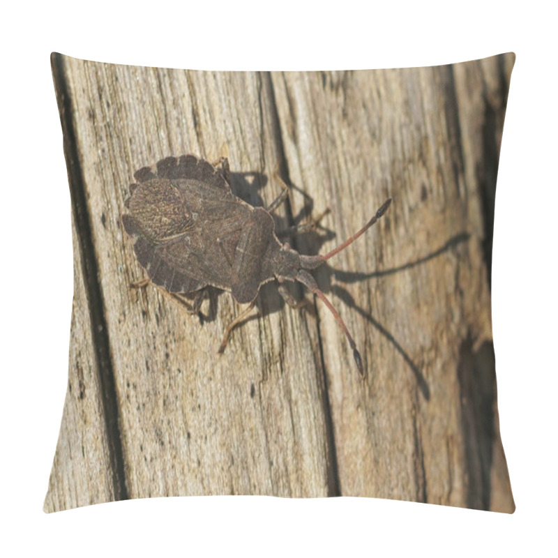 Personality  A Boat Bug (Enoplops Scapha) Sunbathing On A Wooden Pole Pillow Covers