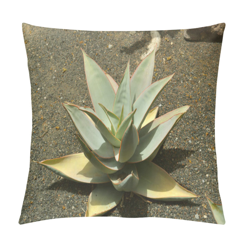 Personality  Coral Aloe Latin Name Aloe Striata Pillow Covers