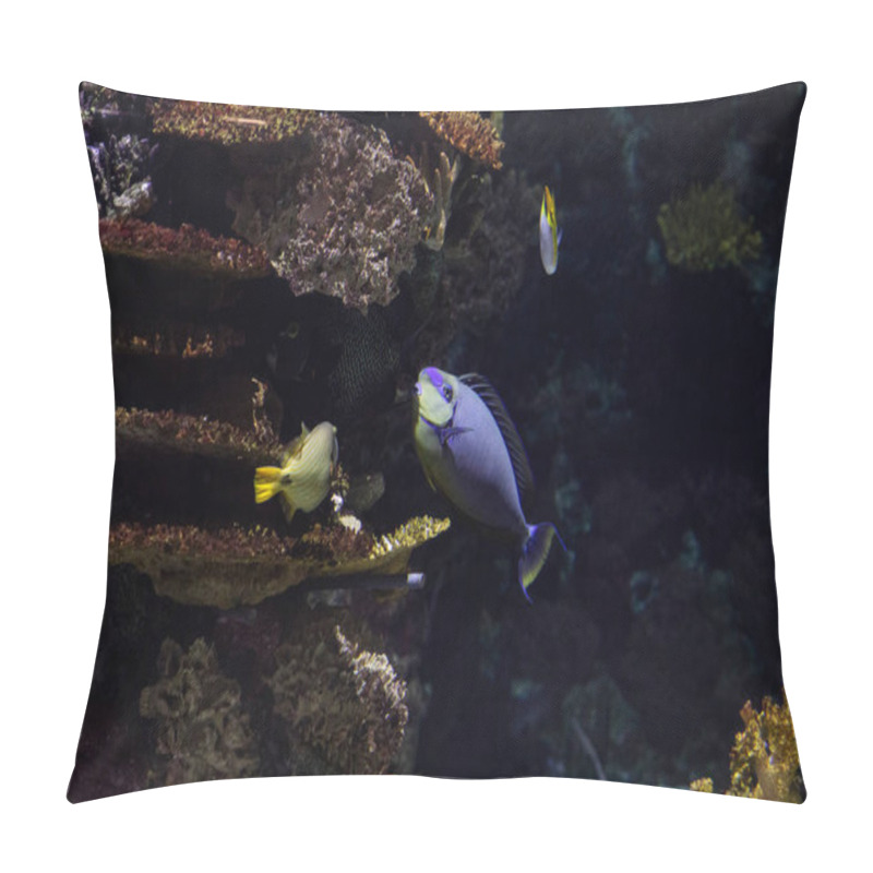 Personality  Exotic Fish And Marine Plants. Underwater Macro Photography Pillow Covers