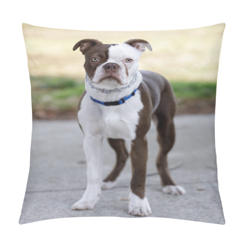 Personality  Boston Terrier Female Puppy With White And Brown Coat. Off-leash Dog Park In Northern California. Pillow Covers