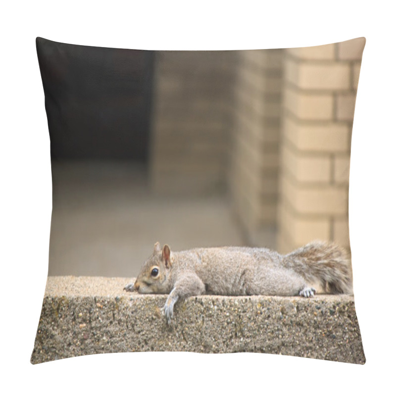 Personality  Squirrel Resting Pillow Covers