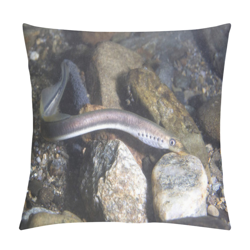 Personality  The European Brook Lamprey (Lampetra Planeri) A Frashwater Species That Exclusively Inhabits Freshwater Environments. Lamprey In The Clean Mountain River Holding Gravel. Frashwater Habitat. Pillow Covers