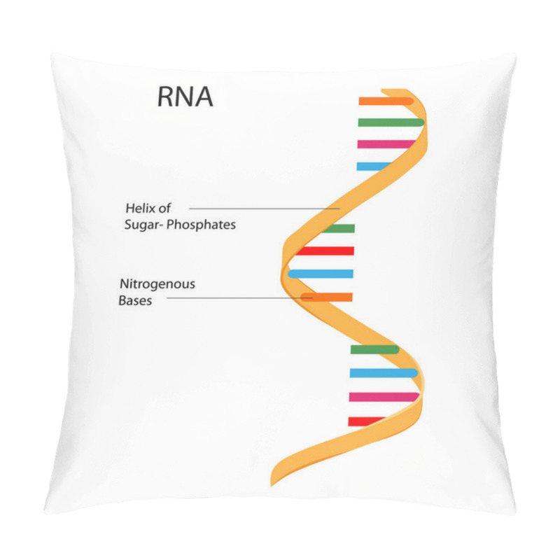 Personality  Education Chart Of Biology For RNA Structure Diagram Pillow Covers