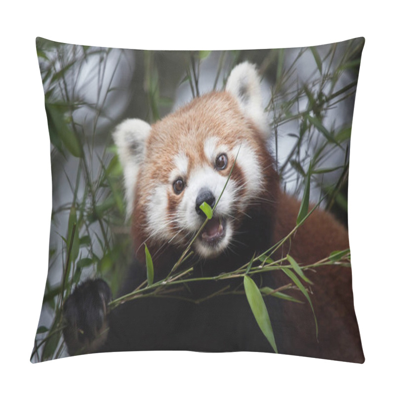 Personality  Western Red Panda Pillow Covers