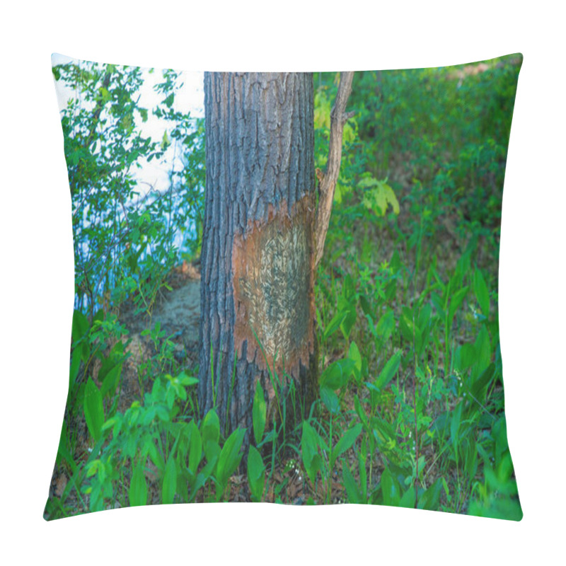 Personality  Beavers Nibbled Tree In The Kerzhenskiy State Nature Reserve Pillow Covers