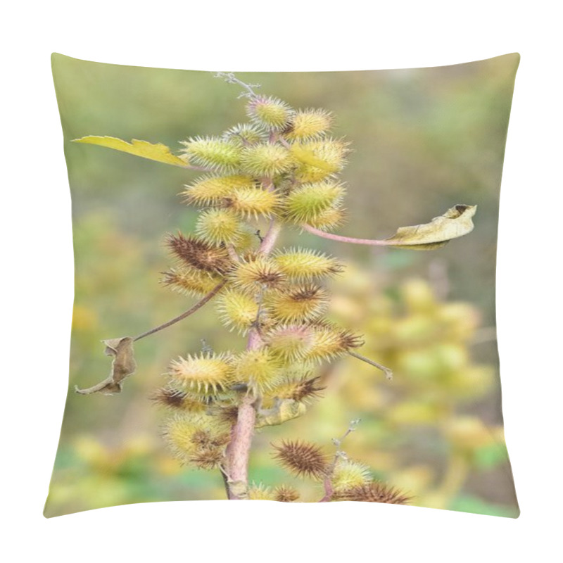 Personality  Photos Of Thorny Plants That Grow Spontaneously In Nature. Pillow Covers