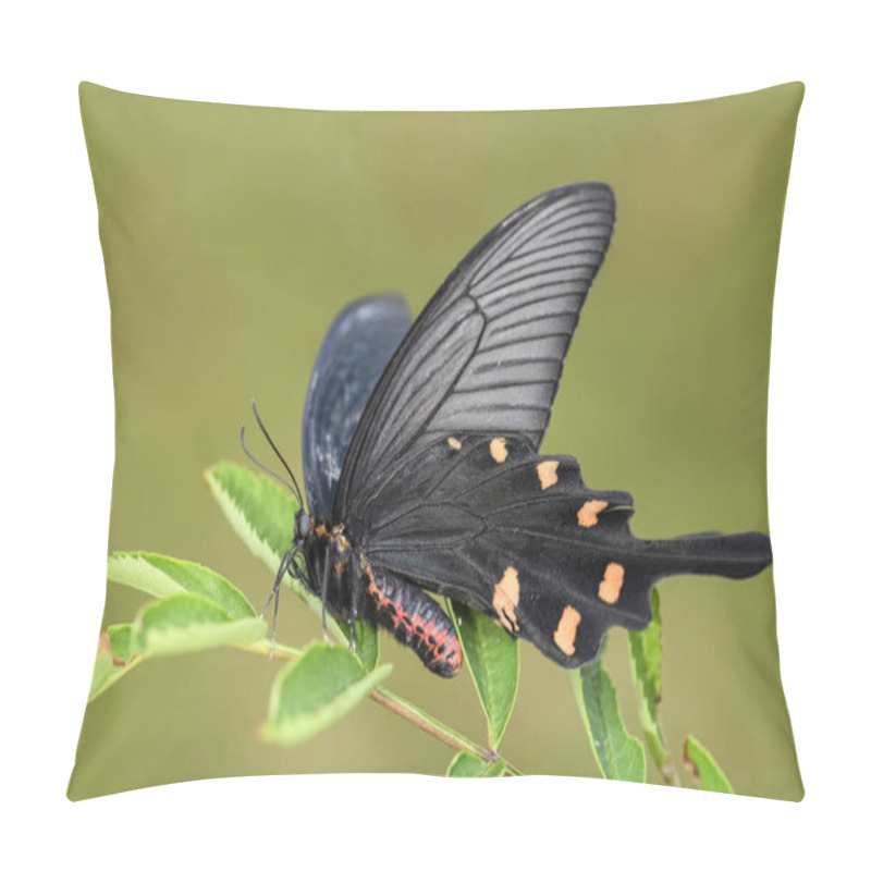 Personality  Chinese Windmill Butterfly - Atrophaneura Alcinous, Beautiful Popular Swallowtail Butterfly From Woodlands In China. Pillow Covers