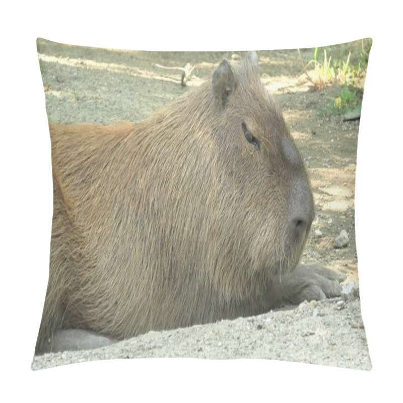 Personality  Capybara Hydrochoerus Hydrochaeris Pillow Covers