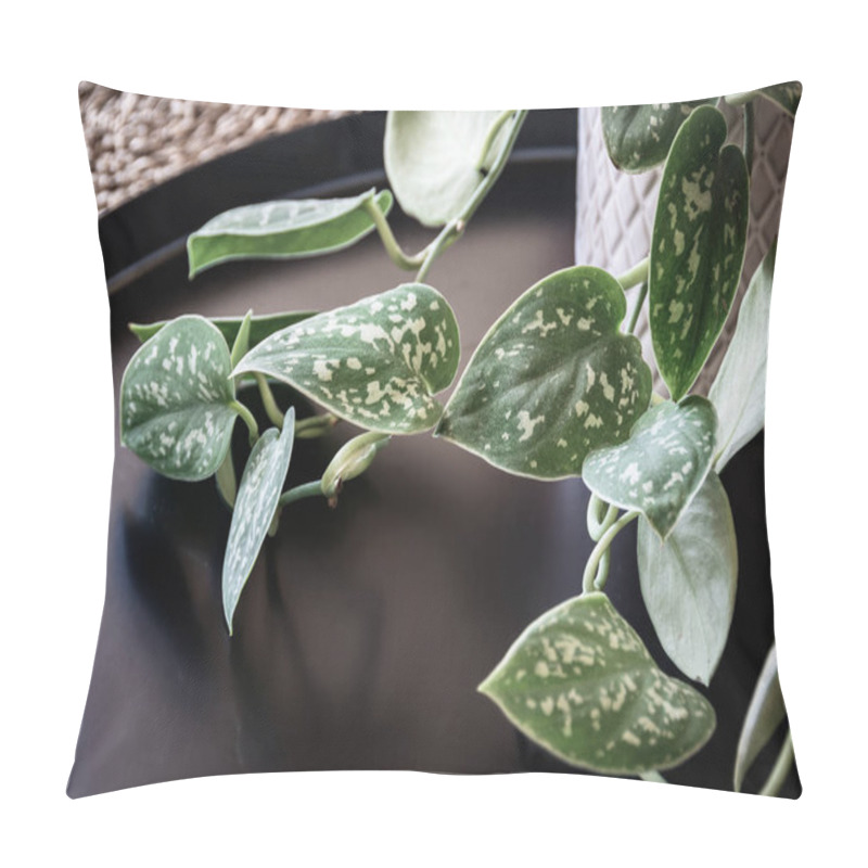 Personality  Close-up On The Fuzzy Leaves Of Satin Pothos Houseplant In White Pot On Dark Background. Beautiful Trailing Plant Detail Against Dark Backdrop. Pillow Covers