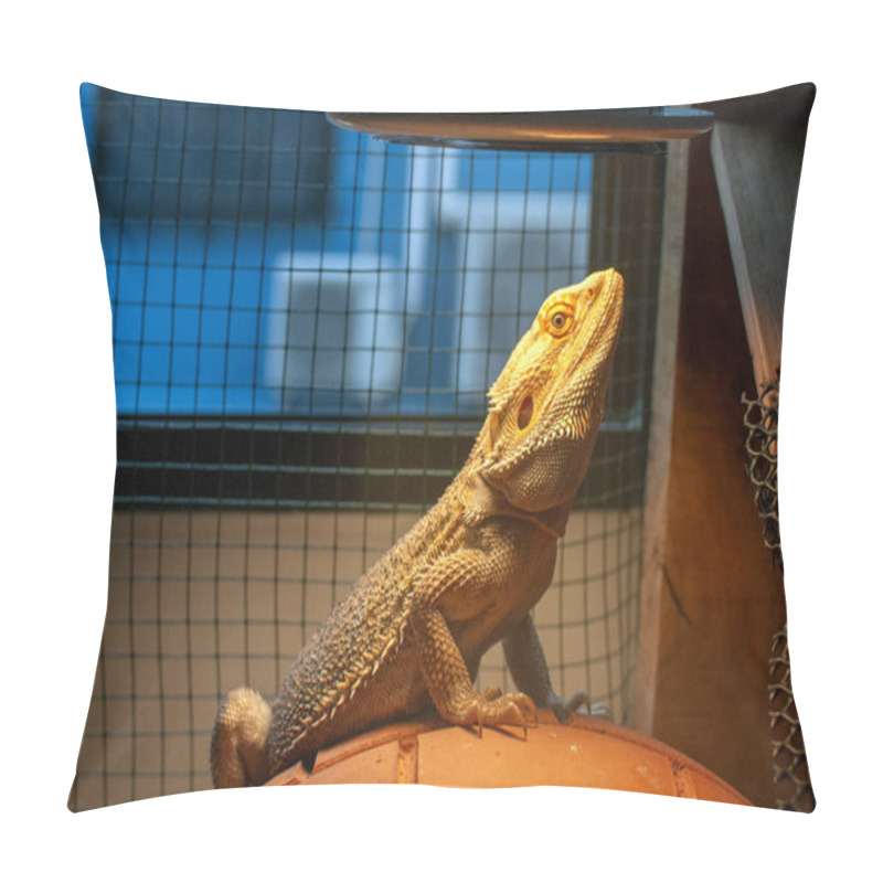 Personality  Light Vitamin UVB Shine To Body And Head Of Beard Dragon In Enclosure. Pillow Covers