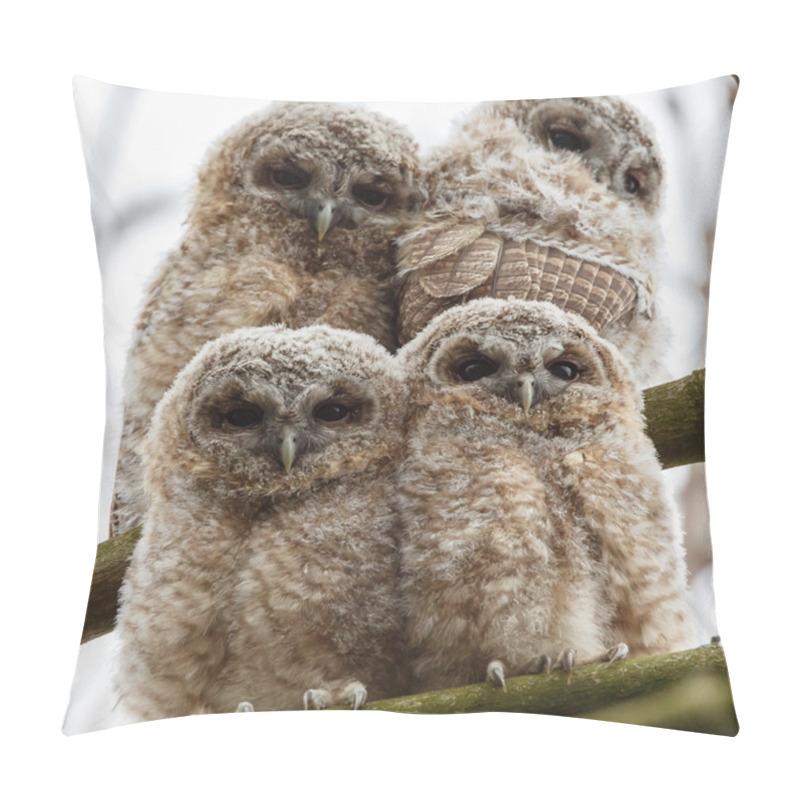 Personality  Tawny Owl Youngsters Pillow Covers