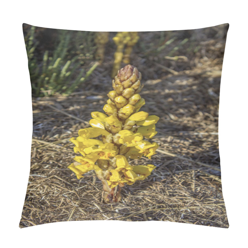 Personality  Cistanche Phelypaea Autoctone Plant Species In Algarve Ria Formo Pillow Covers