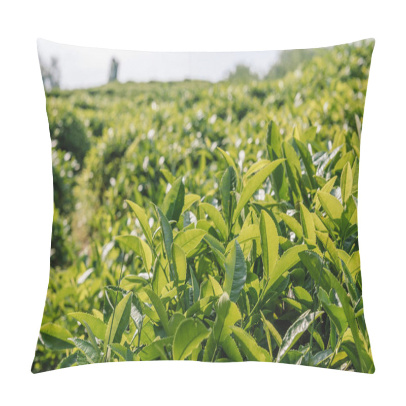 Personality  Tea Leaves In The Tea Plantations Of Sochi Pillow Covers