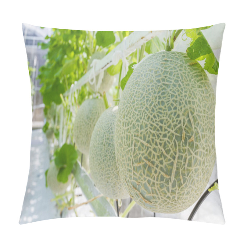 Personality  Cantaloupe Melons Growing In A Greenhouse Pillow Covers