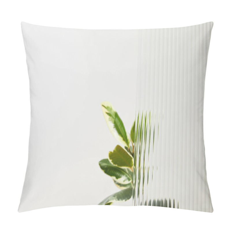 Personality  Plant With Light Green Leaves On White Background Behind Reed Glass Pillow Covers