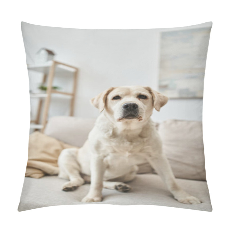 Personality  Animal Companion, Labrador Sitting On Comfortable Sofa In Living Room Inside Of Modern Apartment Pillow Covers