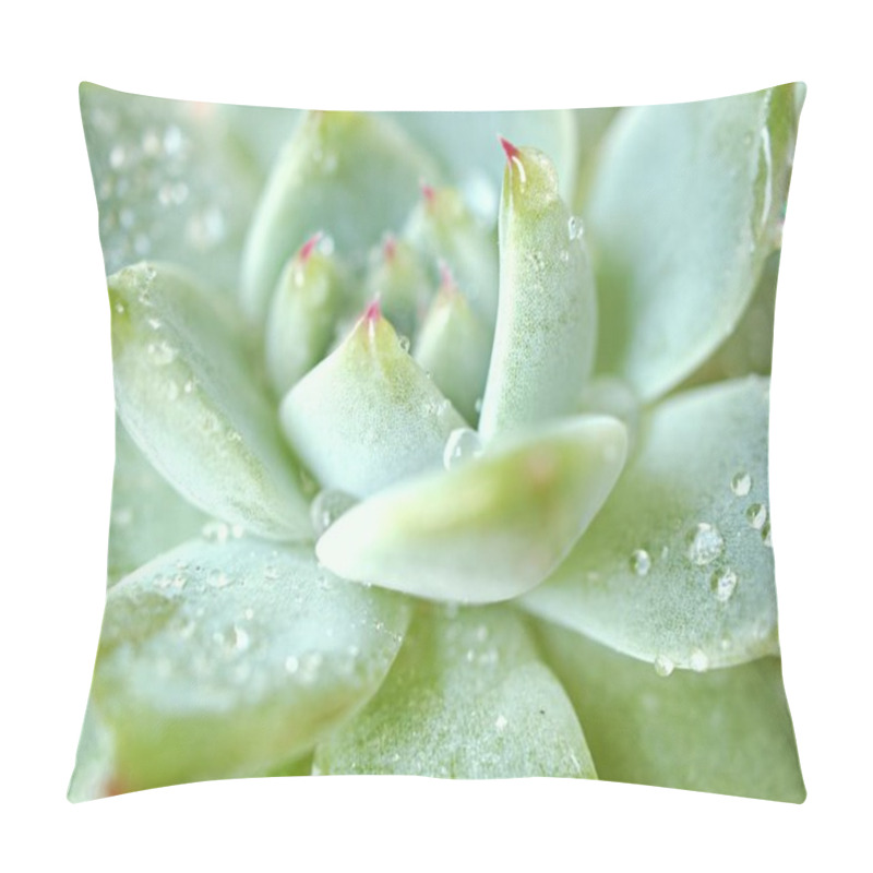 Personality  Succulent Plants Echeveria Water Drops ,Ghost-plant, Cactus Desert Plants With Blurred Background ,macro Image ,soft Focus ,sweet Color For Card Design Pillow Covers