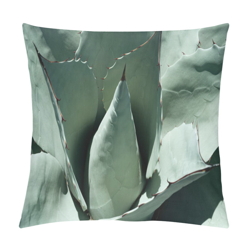 Personality  Agave Cactus. Close Up Cactus In Desert, Cacti Or Cactaceae Pattern Pillow Covers