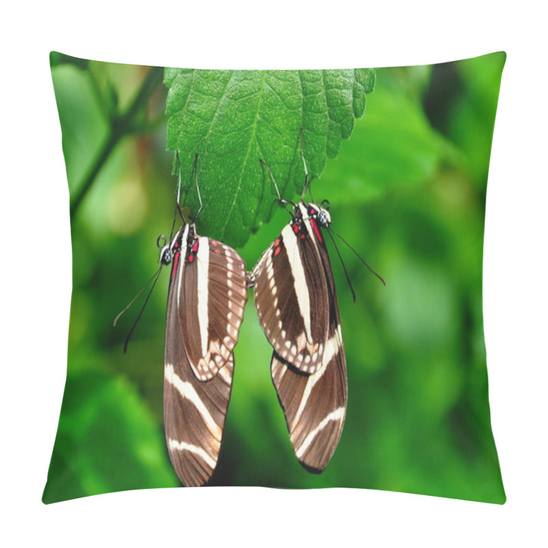 Personality  A Pair Of Mating Zebra Long Wing Butterflies Get It On In The Gardens. Pillow Covers