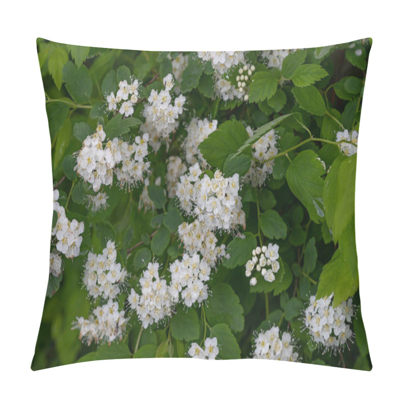 Personality  Beautiful Flowering Branch Of Hawthorn, A Useful Plant Used In Folk Medicine Pillow Covers