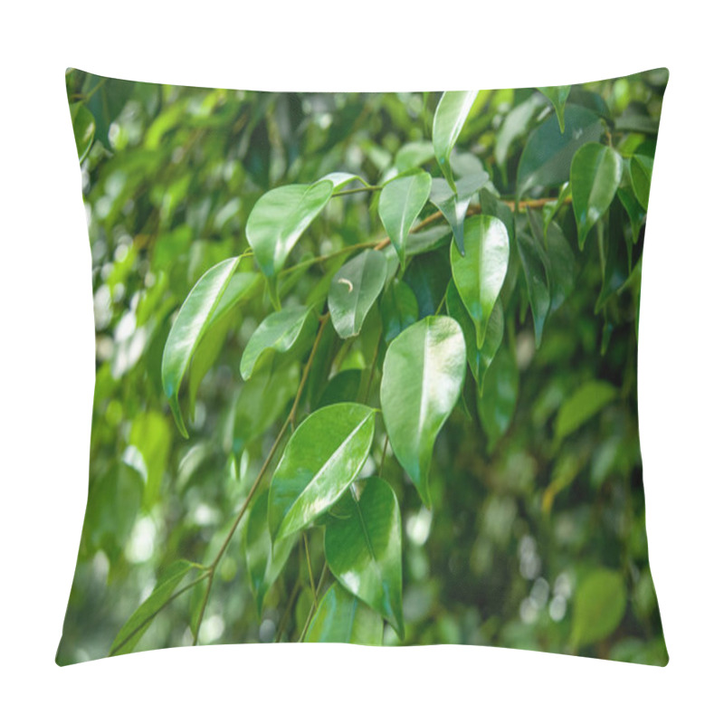 Personality  Close Up View Of Ficus With Green Foliage Background Pillow Covers