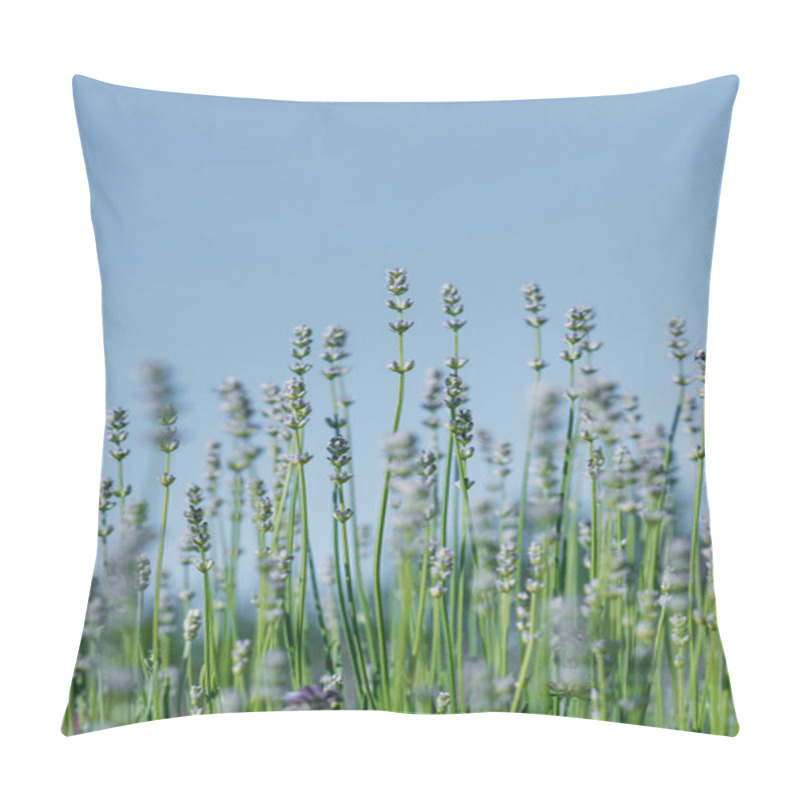 Personality  Close Up Of Lavender Flowers With Blue Sky Pillow Covers