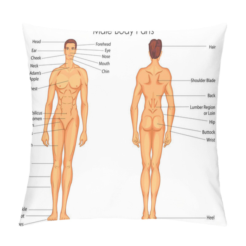 Personality  Medical Education Chart Of Biology For Male Body Parts Diagram Pillow Covers