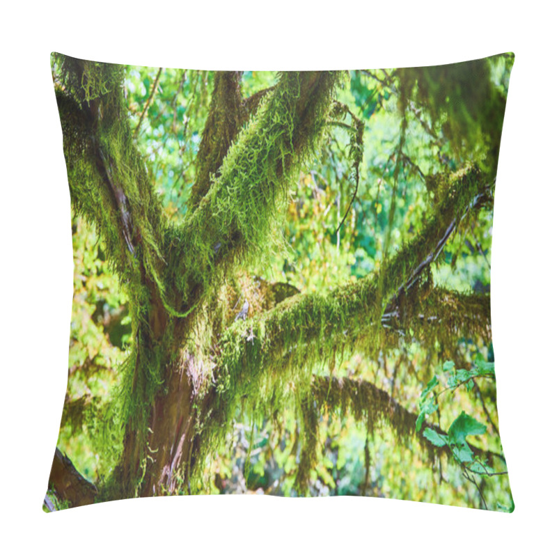 Personality  Lush Forest Scene In Columbia Gorge, Washington, Showcasing A Moss-covered Tree Bathed In Natural Daylight, Highlighting The Vibrant Green And Intricate Textures That Thrive In This Beautiful, Humid Pillow Covers