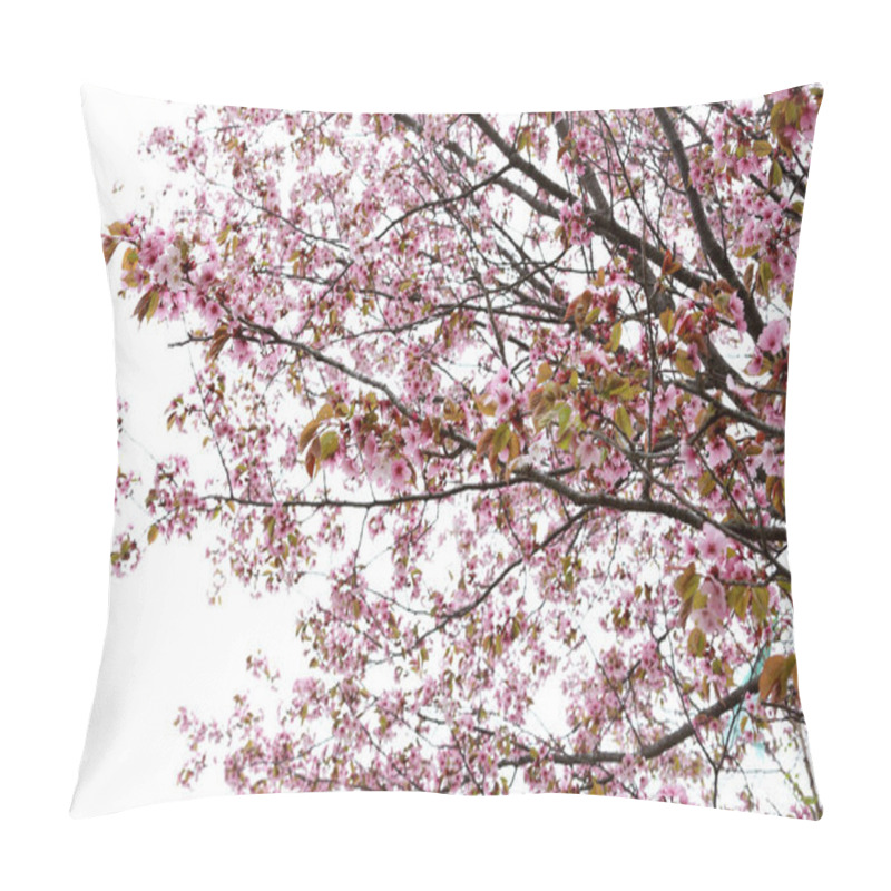 Personality  Sakura. Beautiful Spring Pink Flowers Close Up Pillow Covers