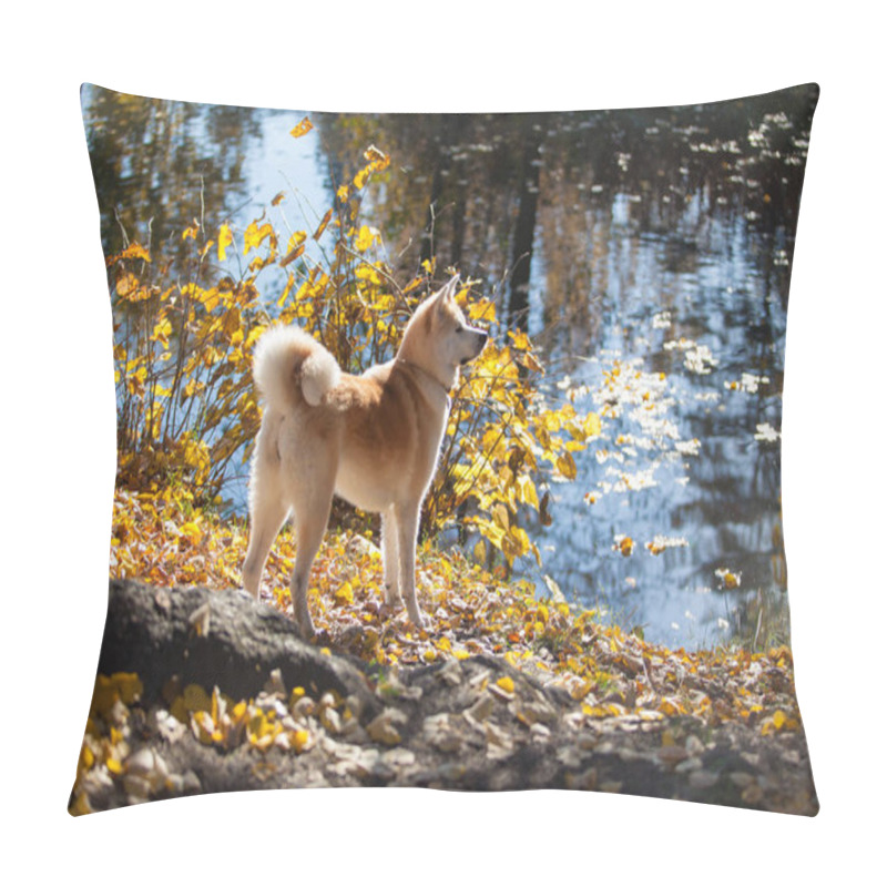 Personality  Beautiful Dog Breed Akita Inu On A Walk Pillow Covers