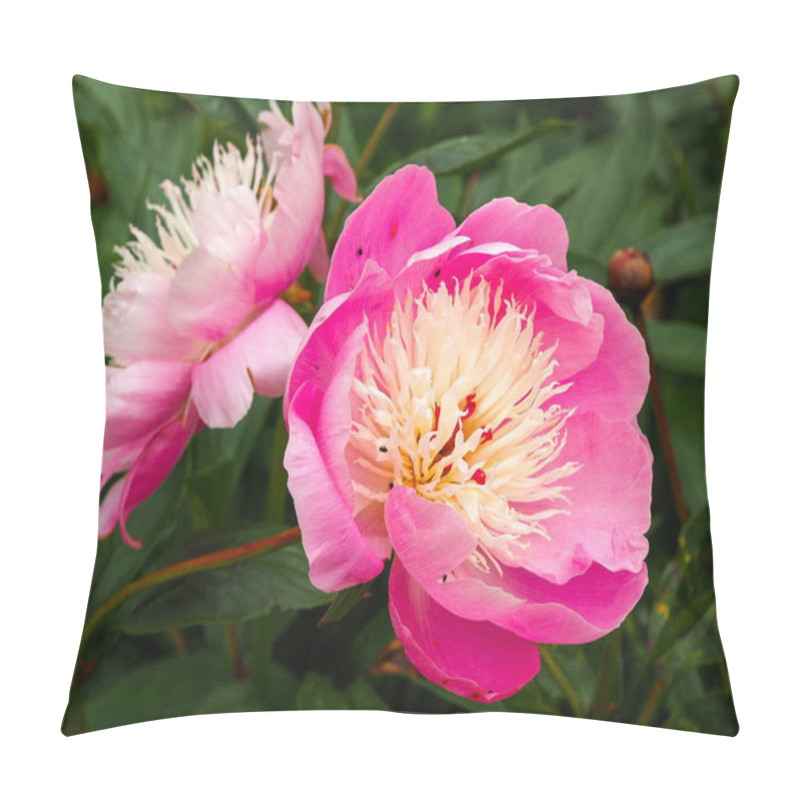 Personality  Lovely Pink Peony Flowers, Paeonia Lactiflora Bowl Of Beauty Pillow Covers