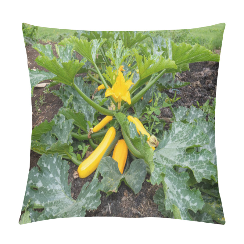 Personality  Close Up Of A Flower On A Zucchini (cucurbita Pepo) Plant Pillow Covers