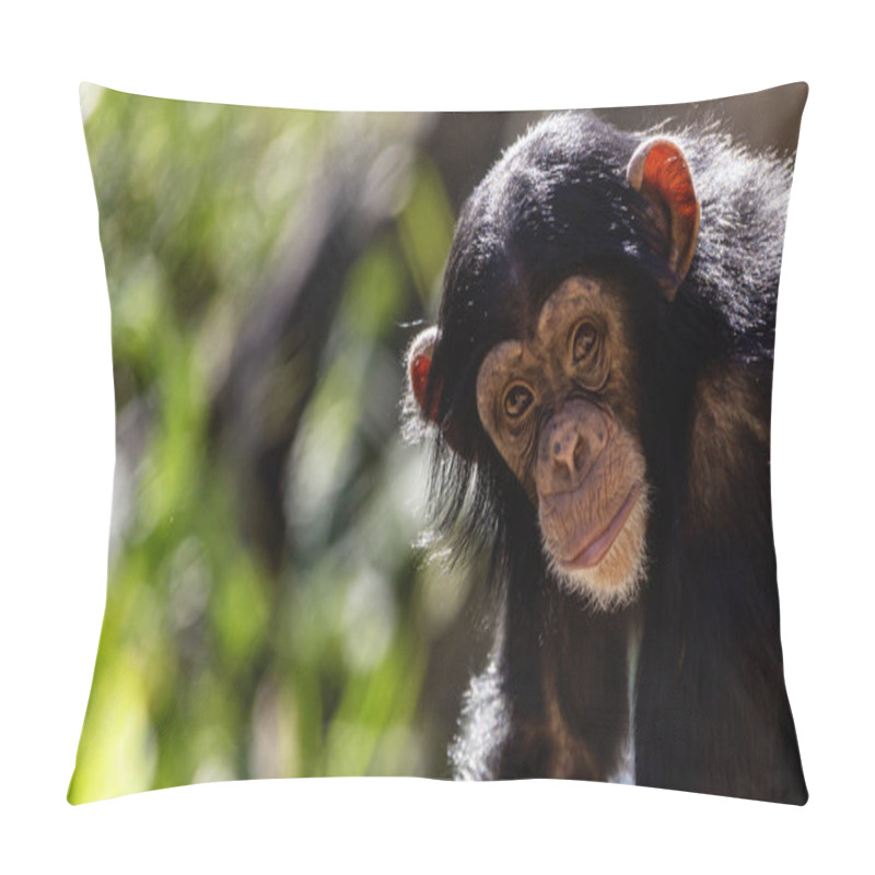 Personality  Close-up Portrait Of A Juvenile Chimpanzee Making Eye Contact With Room For Text Pillow Covers