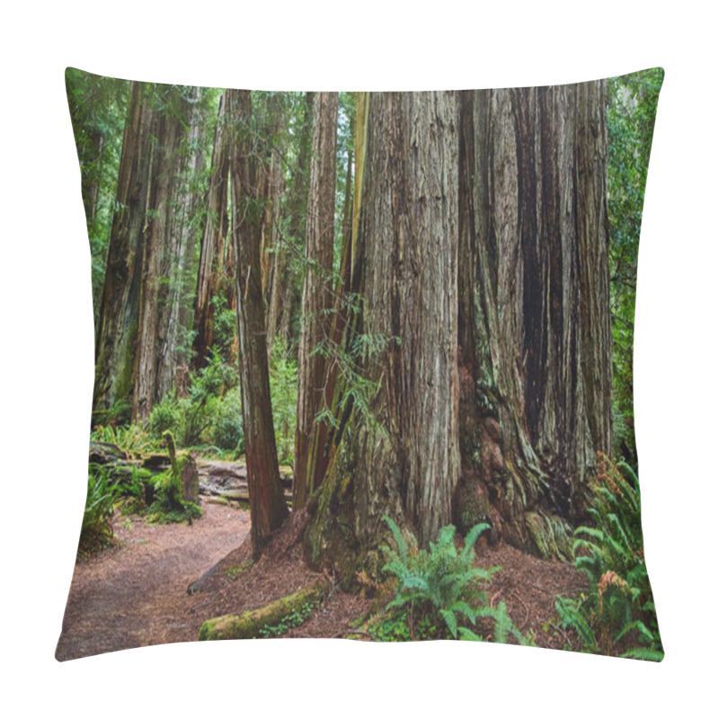 Personality  Image Of Large Cluster Of Redwood Trees Next To Dirt Trail Pillow Covers