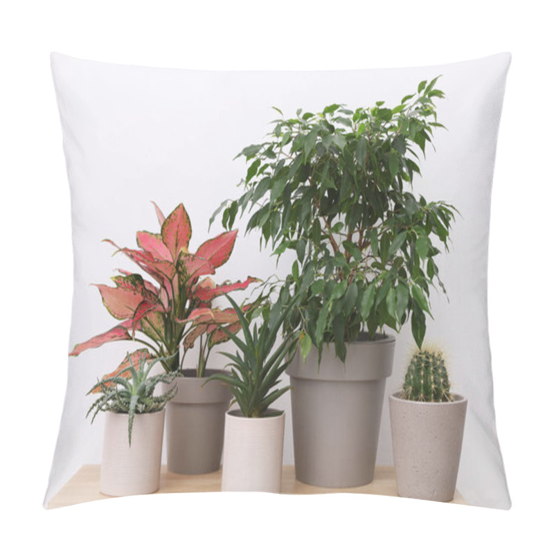 Personality  Many Different Houseplants In Pots On Wooden Table Near White Wall Pillow Covers