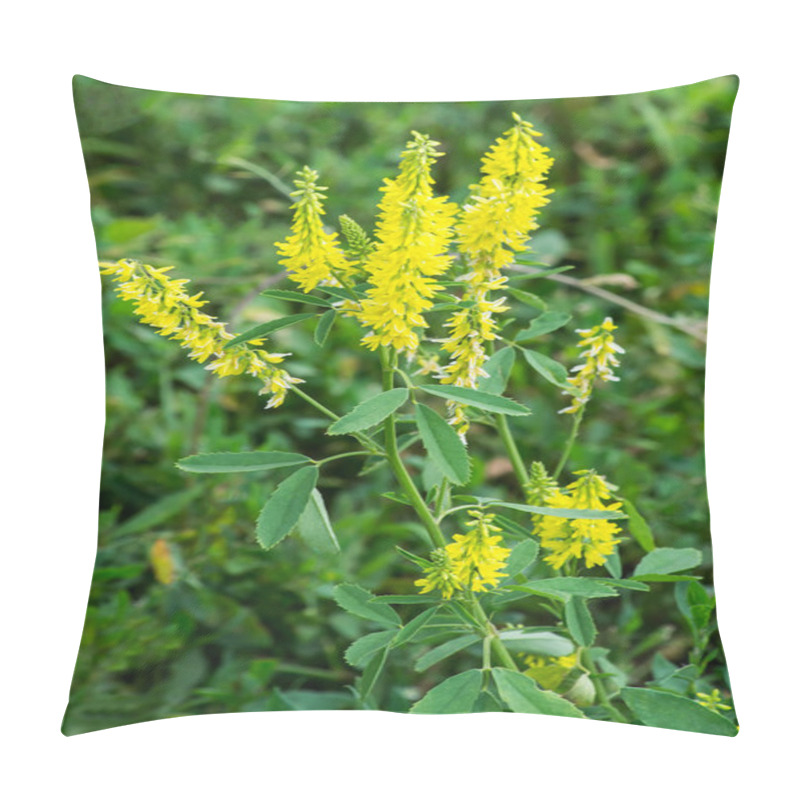 Personality  Melilotus Officinalis In A Natural Environment Of Growth  Pillow Covers