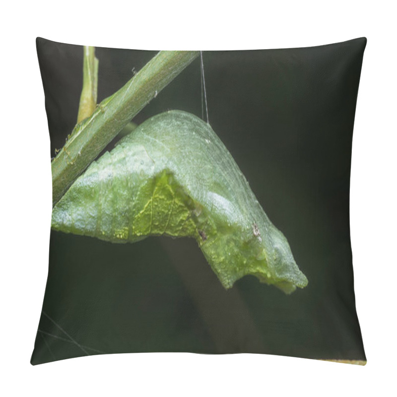 Personality  Close Shot Of Papilio Demoleus Pupa Pillow Covers